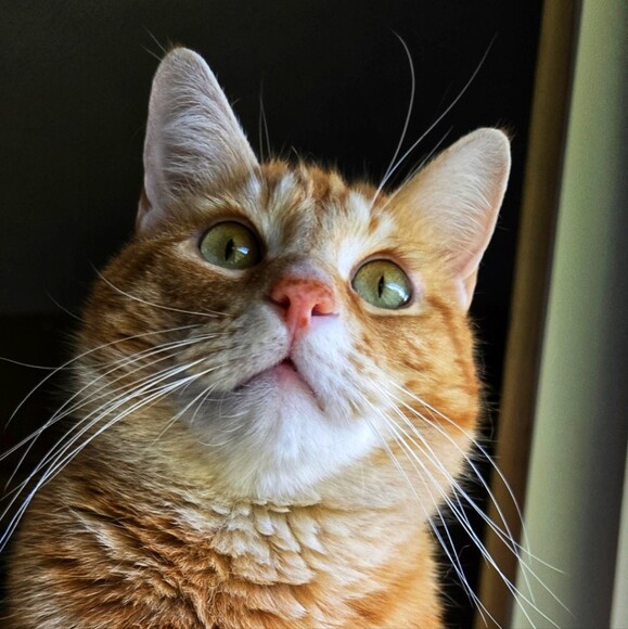 coolcatjewelry